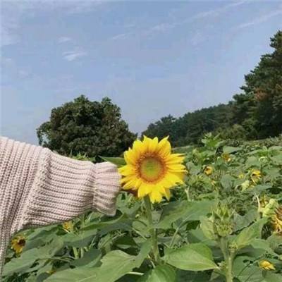 轰隆岛中文版下载